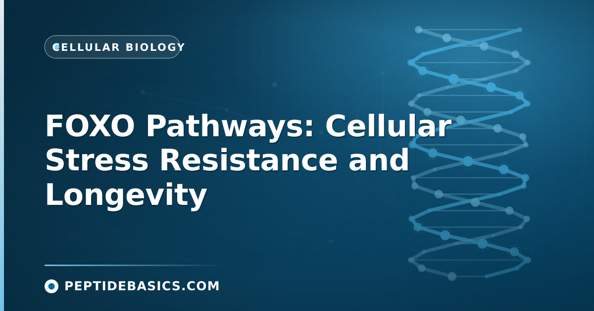 FOXO Pathways: Cellular Stress Resistance and Longevity