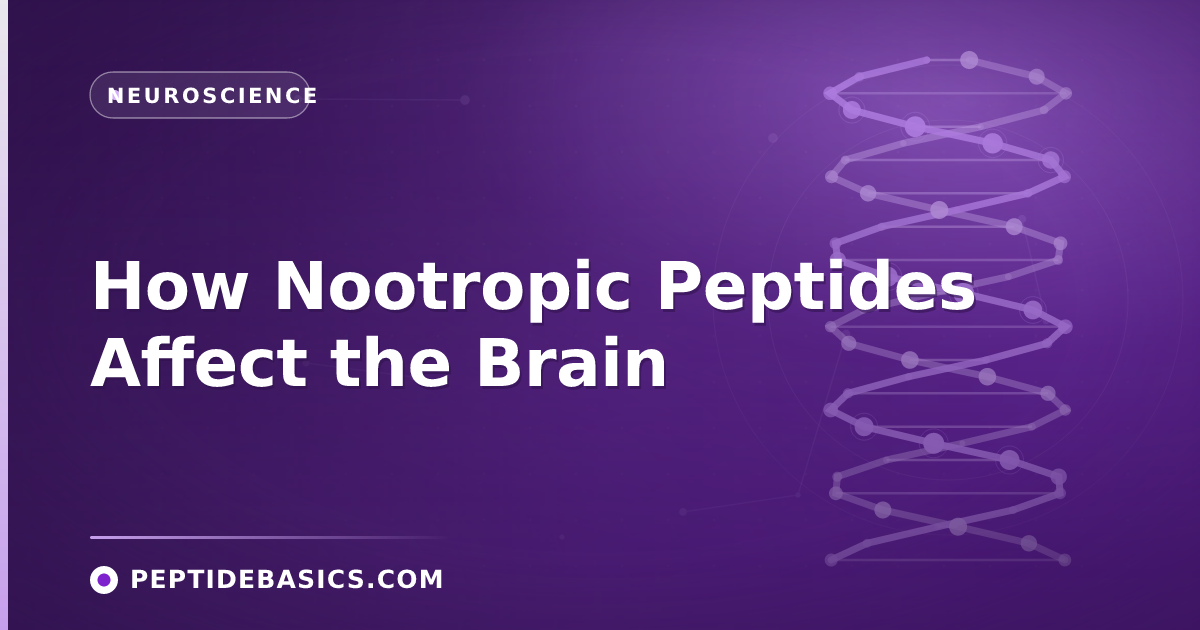 How Nootropic Peptides Affect the Brain