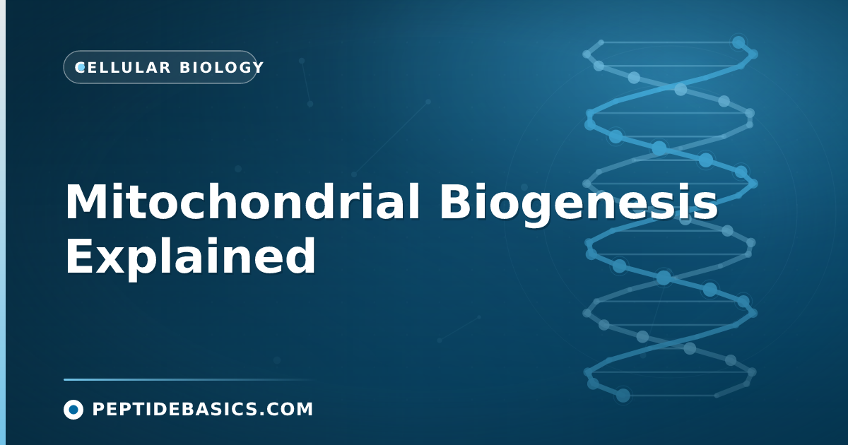 Mitochondrial Biogenesis Explained