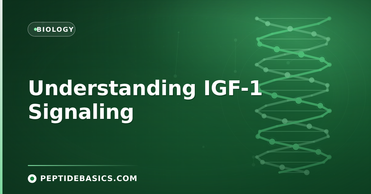 Understanding IGF-1 Signaling