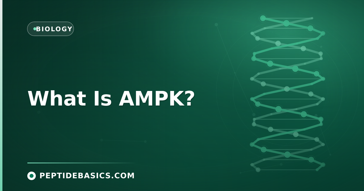 What Is AMPK?