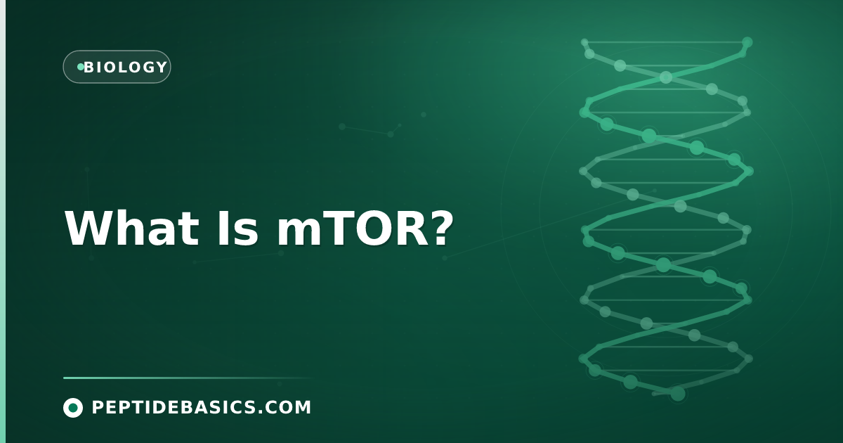 What Is mTOR?